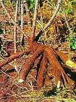 Forita-Knolle