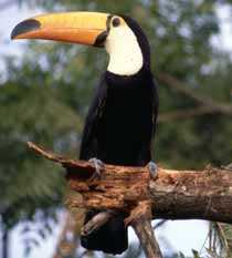 Tukan - Vogel